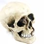 Tirelire "T�te de Mort"