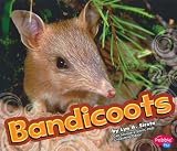 Bandicoot (Pebble Plus: Australian Animals)