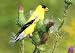 Hungry American Goldfinch Eating Thistle from a Purple Flower - 36