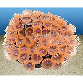 Nature's Image Artificial Corals: Button Polyp Pink by