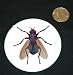3" button / pin printed with blow fly, insect, fly, pest, arthropod, bluebottle, invertebrate, spyfluga, animal