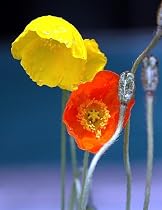 Alpine Mix Iceland Poppy 4 Plants