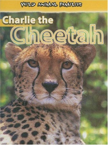 Cheetahs
