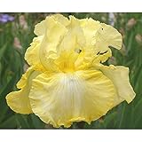 二季咲きジャーマンアイリス：サマーオリンピック3.5号ポット