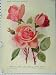 Hybrid Tea Rose Lady Faire Joseph Lowe 1910 Flowers