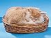 Cat Sleeping in Basket Collectible Figurine Kitten Statue Decoration