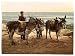 GIANT Wall Sticker of: Waiting for a job (donkeys), England wall sized poster (photochrom) photochrome measured in inches