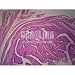 Amphibian Simple Squamous Epithelium, w.m., Microscope Slide