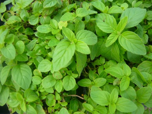 Banana Mint Live Plant Banana Mint Live Plant