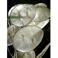 Money Plant 20 Seeds-Silver Dollar Plant-Honesty-Annual