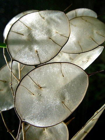 Money Plant 20 Seeds-Silver Dollar Plant-Honesty-Annual
