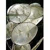 Money Plant 20 Seeds-Silver Dollar Plant-Honesty-Annual