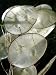 Money Plant 20 Seeds