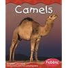 Camels (Desert Animals- Pebble)
