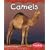 Camels (Desert Animals)