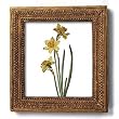 Daffodil, German School, circa 1790 - Gold Frame Magnet with pop-out easel (2-3/4" x 2-1/2")