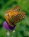 Great Spangled Fritillary Butterflies