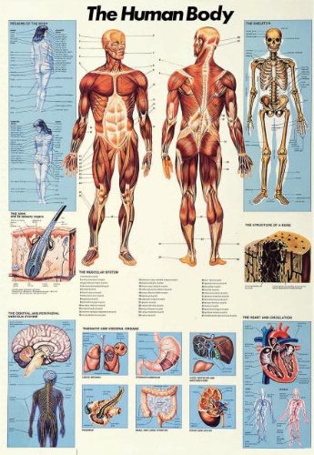 International Publishing RICORDI GOLD - Science The Human Body, 1000 Teile Puzzle Preisvergleich