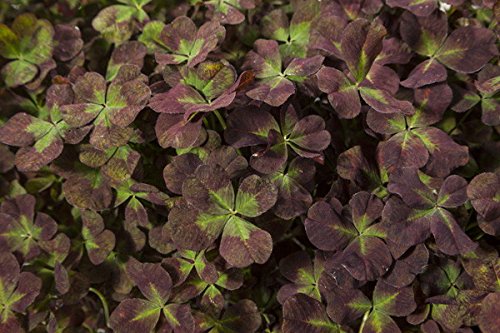 Coco Mint Glow Shamrock 4 Leaf Clover -Trifolium - Indoors or Out - 4