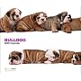 2009 Bulldogs ARTLIST Deluxe Wall Calendar