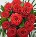 Flowers, Red Passion Roses
