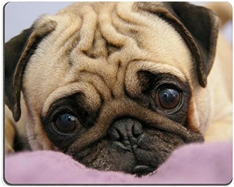Pug Puppy Snout Eyes Lie Mouse Pads Customized Made to Order High Quality Eco Friendly Cloth with Neoprene Rubber Liil Mouse Pad Desktop Mousepad Laptop Mousepads Comfortable Computer Mouse Mat Cute Gaming Mouse_pad