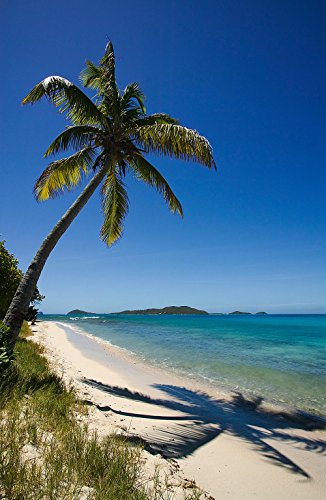 Caribbean Beach And Palm Trees Tobago Cays Wallpaper Wall Mural