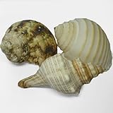 ���i�̏ڍ�