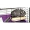 Chinchilla Paradise