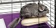 Super Pet Chinchilla Sleep-N-Ledge Habitat Attachment Super Pet Chinchilla Sleep-N-Ledge Habitat Attachment