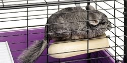 Super Pet Chinchilla Sleep-N-Ledge Habitat Attachment
