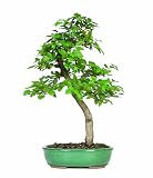 Brussel's Korean Hornbeam Bonsai