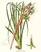 Botanical Flower Print: Bromeliad - Billbergia nutans