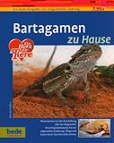 Bartagamen zu Hause