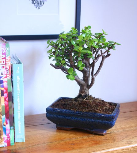 Indoor Bonsai Tree - Money / Friendship Tree