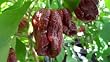 Trinidad 7 Pot Douglah Dried Peppers
