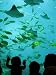 Georgia Aquarium - 24"H x 18"W - Peel and Stick Wall Decal by Wallmonkeys
