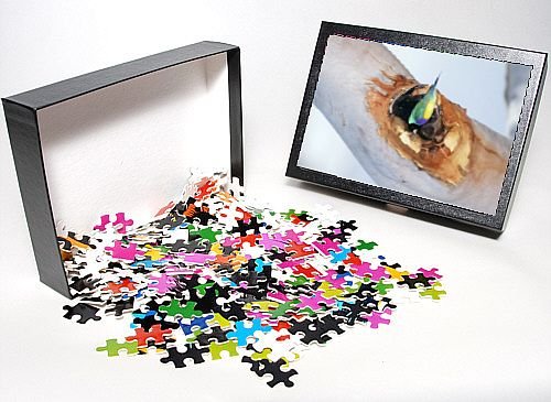 Photo Jigsaw Puzzle of Black-headed Gouldian Finch - at nest entrance in Salmon Gum Tree from Ardea Wildlife Pets