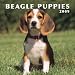  - Beagle Puppies 2009 Small Wall Calendar