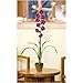 C. Alan 4058-PP Cymbididium with Moss Pot Silk Orchid Arrangement