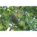 BURGON & BALL FRUIT PICKER