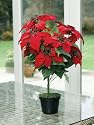 Smart Effect Artificial Poinsettia Tree 45cm Heigh Ideal Xmas Dec