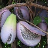 Akebia quinata - Schokoladenwein - Klettergurke - 10 Samen