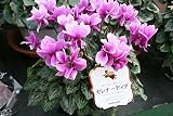【送料込】【サントリーフラワーズ】シクラメン・セレナーディア【青色系】 (八重咲き「フリルブルー」)5号鉢 【送料込】【サントリーフラワーズ】シクラメン・セレナーディア【青色系】 (八重咲き「フリルブルー」)5号鉢