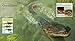 Reptiles (Insiders)