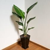 【Vita】観葉植物　オーガスタ120cm スクエアロングポット(ブラック)