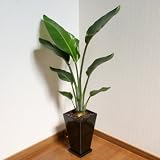 【Vita】観葉植物 オーガスタ120cm スクエアロングポット(ブラック)