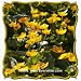 Marsh Marigold (Caltha palustris) Jumbo Wildflower Seed Packet - 300 Seeds