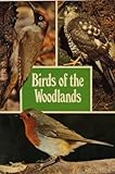 Birds of the woodlands