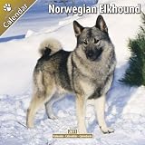 Norwegian Elkhound 2011 Wall Calendar #10056-11